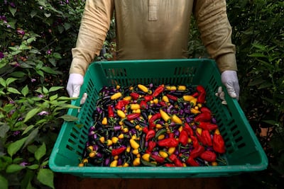 A farmworker harvests peppers at Emirates Bio Farm. Photo Francois Nel / Getty Images