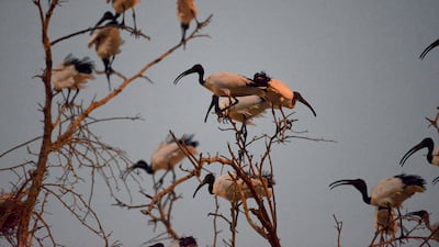 The African sacred ibis bird species settling in by sunset on the sidr tree. Photo: Eslam Abdelfattah