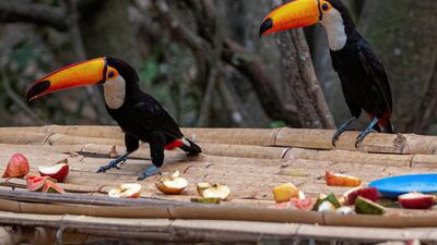 Toucans are fed by volunteers who work to help animals suffering from the fires, in the Pantanal, town of Porto Jofre, located in the municipality of Pocone, Mato Grosso state, Brazil. EPA
