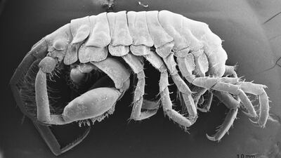 Podocerus jinbe, a newly discovered shrimp-like creature that Japanese researchers found living in the mouth of a whale shark, pictured through a microscope lens. AFP