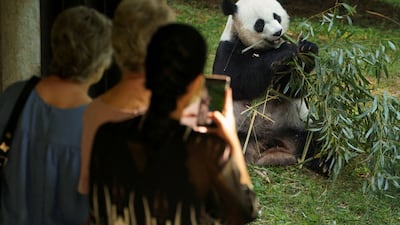 Visitors take photos of giant panda Mei Xiang eating bamboo at the Smithsonian's National Zoo in Washington. Reuters