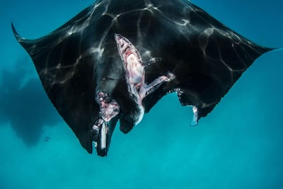 Babaganoush suffered horrific injuries in the speedboat collision. Simon Hilbourne / Manta Trust