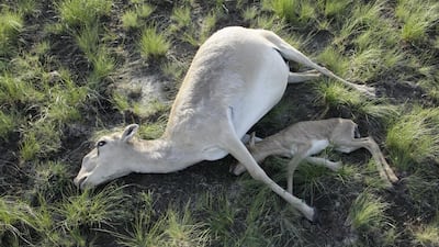 Dead Saiga antelopes lie on a field in the Zholoba area of the Kostanay region, Kazakhstan, in this handout photo provided on May 20 by Kazakhstan's ministry of agriculture. Reuters