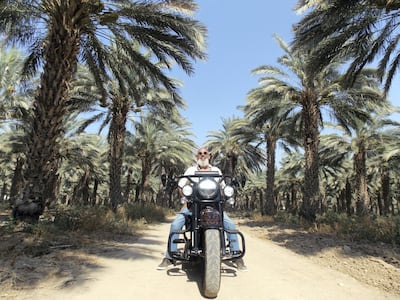 Medjool dates in the Jordan Valley. Photo: Nico Dingemans