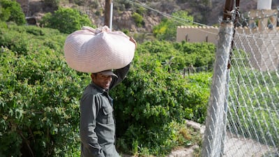 Bilal Hussain, a picker from Bangladesh, works in one of the rose gardens in Jebel Akhdar. Picked roses are placed in a cloth or a scarf and often carried on the heads of pickers. The one Bilal is carrying weighs about 11 kilograms.