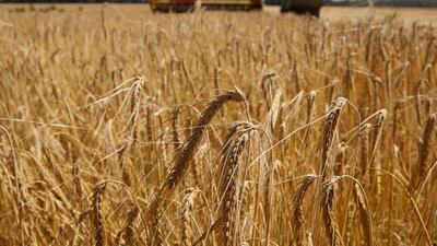 A barley field near the village of Zhovtneve in Ukraine. Saudi Arabia imports 3.9 million tonnes a year from Ukraine. Valentyn Ogirenko / Reuters