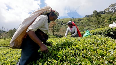 Agricultural workers harvest tea leaves in Sri Lanka. Reuters
