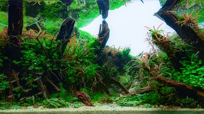 Goga sources most of his aquatic plants from tissue culture laboratories in Denmark.