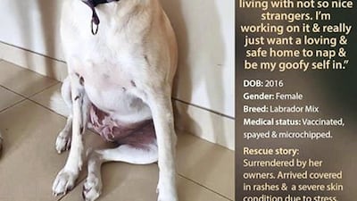 Courtesy Red Paw Foundation