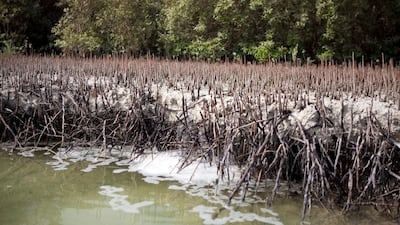 Mangrove roots reach out of the dense sediment to supply the trees with air. (Silvia Razgova/The National)