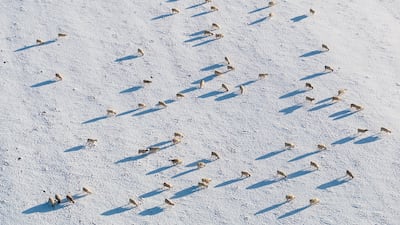 Sheep graze in a snow-covered field in Hassocks, southern England. Getty Images
