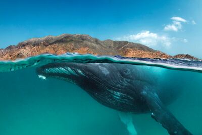 A humpback whale swims off the coast of Oman. Getty
