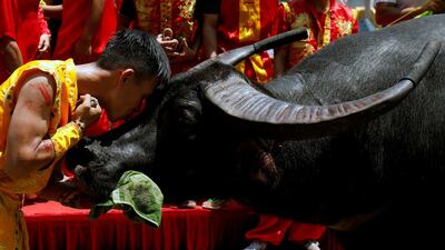 A farmer kisses his buffalo after a victory during the annual buffalo fighting festival in Do Son coastal resort town, in Hai Phong, Vietnam. Reuters