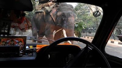 Elephants are often seen among traffic in New Delhi, the Indian capital. Prakash Singh/AFP Photo