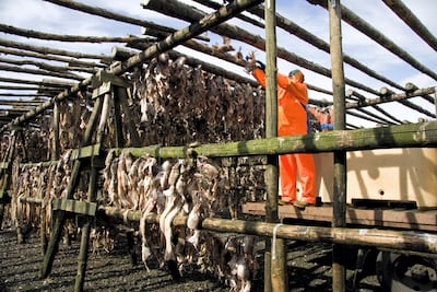 Drying fish field in Reykjanes peninsula near Reykjavik. Elisa Vendramin/SSPL/Getty Images