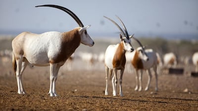 The birth of scimitar-horned oryx in Chad marks a milestone for the UAE environmentalist group. Silvia Razgova / The National