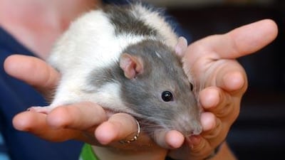 About a thousand rats are awaiting adoption in California after being rescued from a house featured on the A&E reality TV show "Hoarders."