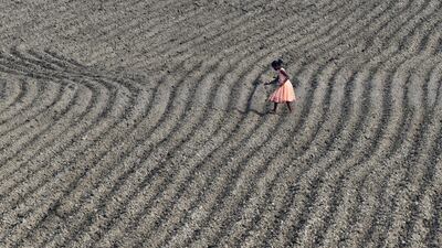 A young villager works in the maize field at Murkata village in Morigaon district, some 70 km from Guwahati, India. AFP