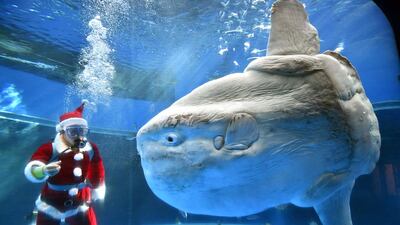 A diver wearing a Santa Claus costume feeds a sunfish to attract visitors at the Hakkeijima Sea Paradise aquarium in Yokohama. Yoshikazu Tsuno / AFP
