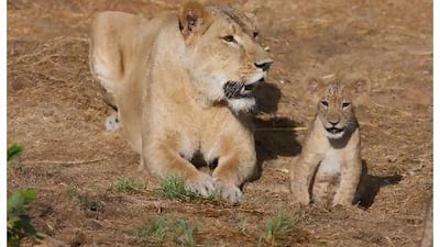Al Ain Wildlife Park & Resort has launched a naming contest for two African lion cubs. The cubs were born in October at the park. The siblings, a male and a female, are on exhibit in the cat house.