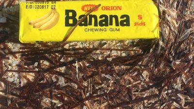 Banana gum found on Saadiyat Beach. Mo Gannon for The National
