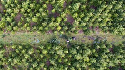A couple carrying a freshly cut Christmas tree at a plantation in Negenborn, Germany. Julian Stratenschulte / EPA
