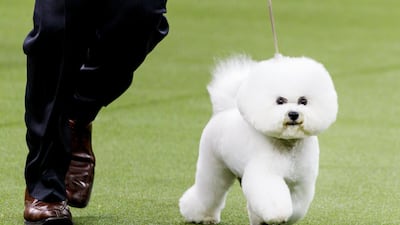 Flynn being led by handler Bill McFadden before winning 'Best In Show'. EPA