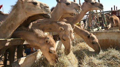 Feeding time at the Al Ain Camel Market. Stephen Lock / ADMC