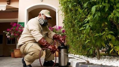 A National Pest Control employee uses environmentally friendly pesticides while at work at Palm Oasis Villas in Abu Dhabi this week.
