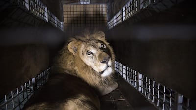 A reader is pleased that 33 circus lions are being sent to a reserve in Africa. Dan Kitwood / Getty Images