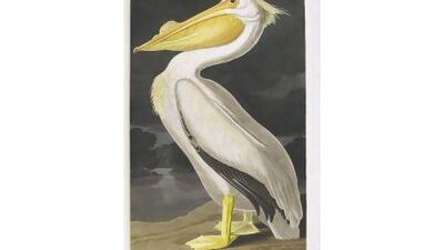 A white pelican from Audubon's Birds of America. Sotheby's Auction House / EPA