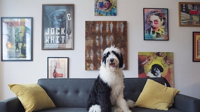 Bowie, a sheepadoodle, at an apartment in Brooklyn, New York. Pets provided solace for isolated families at the height of the Covid-19 pandemic. Bloomberg