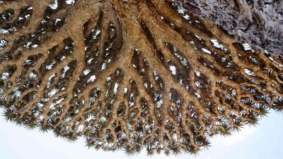 A Dragon’s Blood Tree provides shade on the Diksam Plateau in the centre of Socotra island, a species found only on the Indian Ocean archipelago.