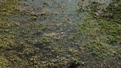 The hotel had to close its Bahari Grill restaurant due to the damage