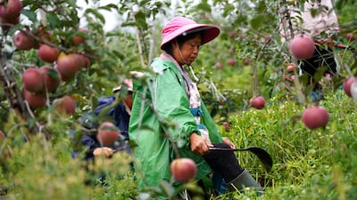 Workers cut grass at an apple plantation of Darui Apple Industry Park in Yuexi county, during a government-organised media tour, Sichuan province, China, September 11. Tingshu Wang / Reuters