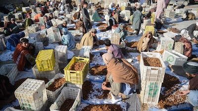 Workers sort caskets of raisins in Kandahar, Afghanistan. AFP