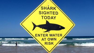 A surfer carries his board into the water next to a sign declaring a shark sighting on Sydney's Manly Beach. Picture taken November 24, 2015. David Gray / Reuters
