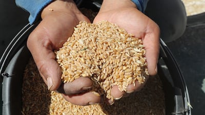 A farmer sorts wheat grains after they have been thrashed during harvest in Mateur, southern Tunis, Tunisia. EPA
