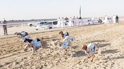 Salukis race at the Al Dhafra Festival. Since its inception, the Al Dhafra festival has grown year-on-year with 1,500 participants projected for this year.