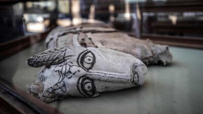The mummy of a feline is displayed after the announcement of a new discovery carried out by an Egyptian archaeological team in Giza's Saqqara necropolis, south of the capital Cairo. AFP
