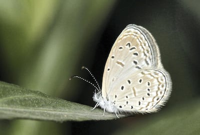 The Tiny Grass Blue, Zizula hylax, a very small butterfly from the African and Asian tropics. It was found on landscaping in urban Dubai. Courtesy: WAM
