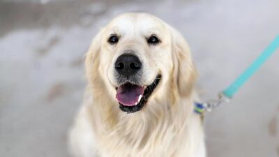 Harvey the golden retriever: Harvey is a big, friendly personality. He's extremely calm and loves to sit close to the children during story time. Because of his size and love of cuddling, he is best suited to groups of older children. Reem Mohammed / The National
