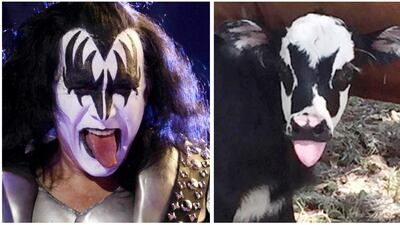 This photo provided by Hill Country Visitor in Kerrville, Texas, shows a newborn calf named Genie, with facial marking that resemble Gene Simmons, the bass player for the rock group KISS, shortly after its birth in Kerrville. Heather Taccetta / Hill Country Visitor via AP, right, AP Photo/Natacha Pisarenko, left