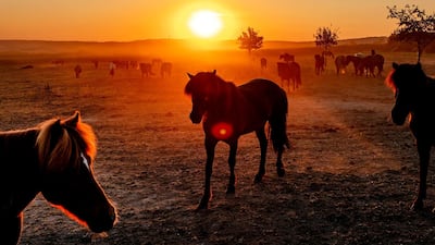 Icelandic horses stand in their paddock at a stud farm in Wehrheim near Frankfurt, Germany. AP Photo