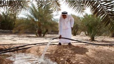Yousef Qassem Hassan waters a date palm at his farm in Al Gharbia's Mirfa area. He said the land's closeness to the sea makes the soil very salty, so it is very difficult to grow produce.