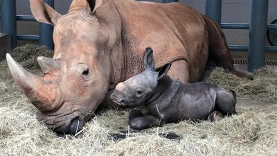 In this image provided by Walt Disney World, white rhinoceros Kendi, left, shows off a baby male rhino she gave birth to Sunday, Oct. 25, 2020, at Disney's Animal Kingdom at Walt Disney World Resort in Lake Buena Vista, Florida. AP Photo
