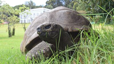 Jonathan, the world's oldest tortoise, has turned 190. PA