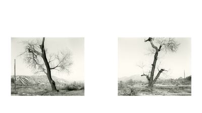Burnt Tree Diptych, Tujunga Wash, 2018. From the series LA Fires, 2017–20. Silver gelatin print. Photo: Mark Ruwudel, Gallery Luisotti and Large Glass
