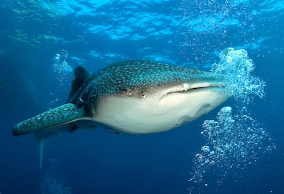 Adult whale sharks can reach 24 metres in length. Alamy