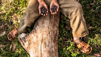 Mapping the family tree of Arabica revealed how one line obtained strong resistance to disease. Photo: Royal Botanic Gardens Kew